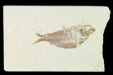 Fossil Fish (Knightia) - Wyoming #149820-1